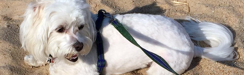 puppy uncontrollable biting